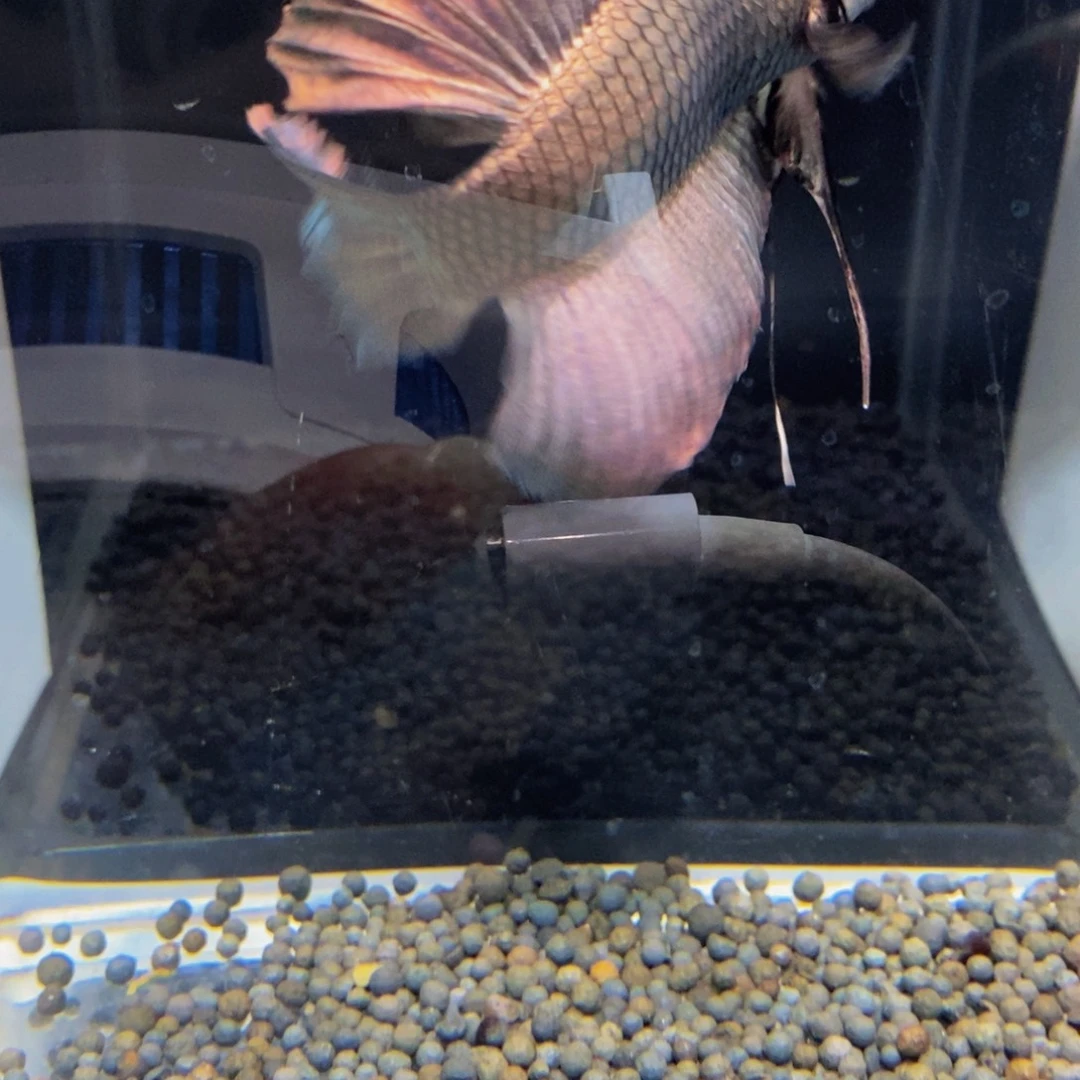 用***我斗鱼363巨斗1111星