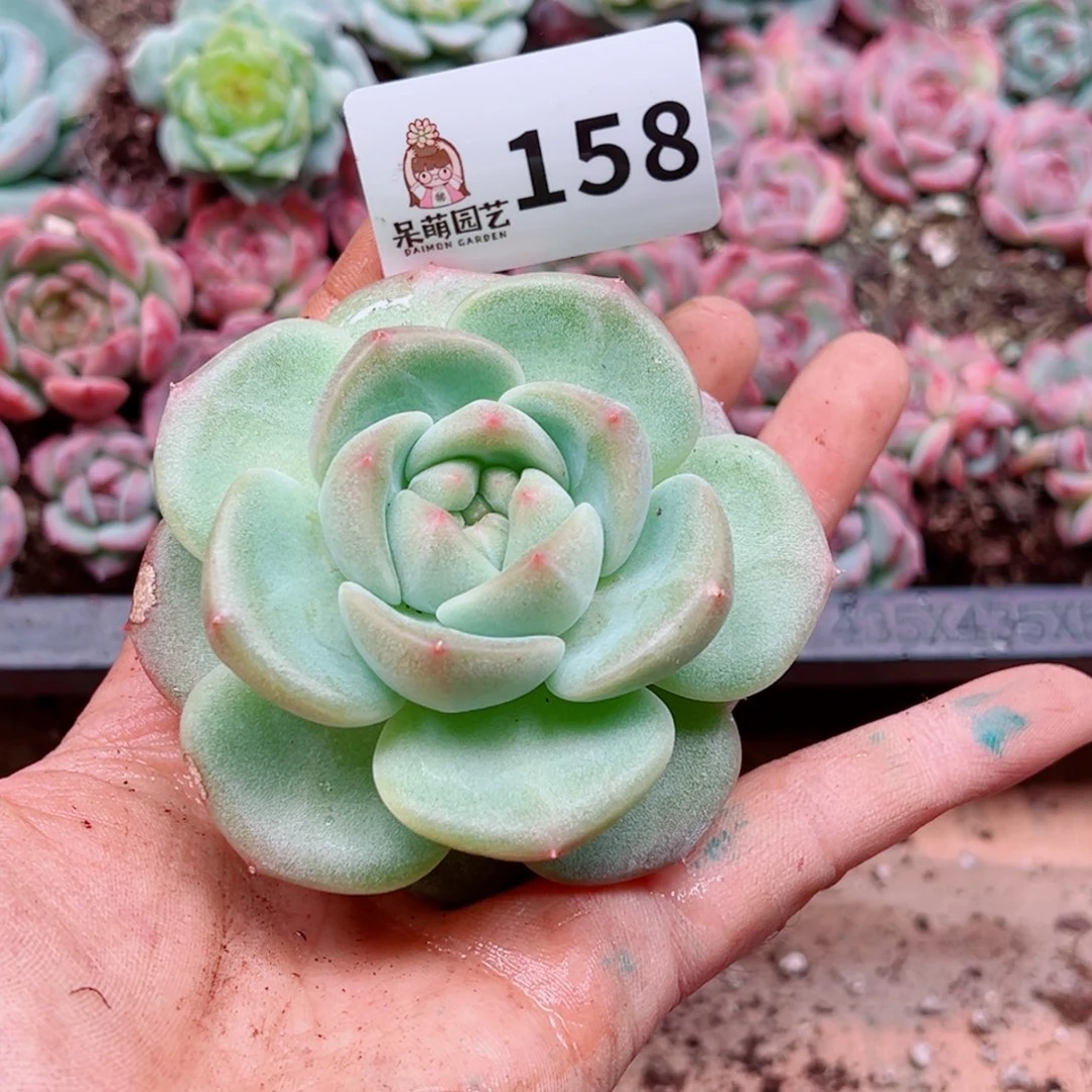苹***崽多肉植物多肉植物