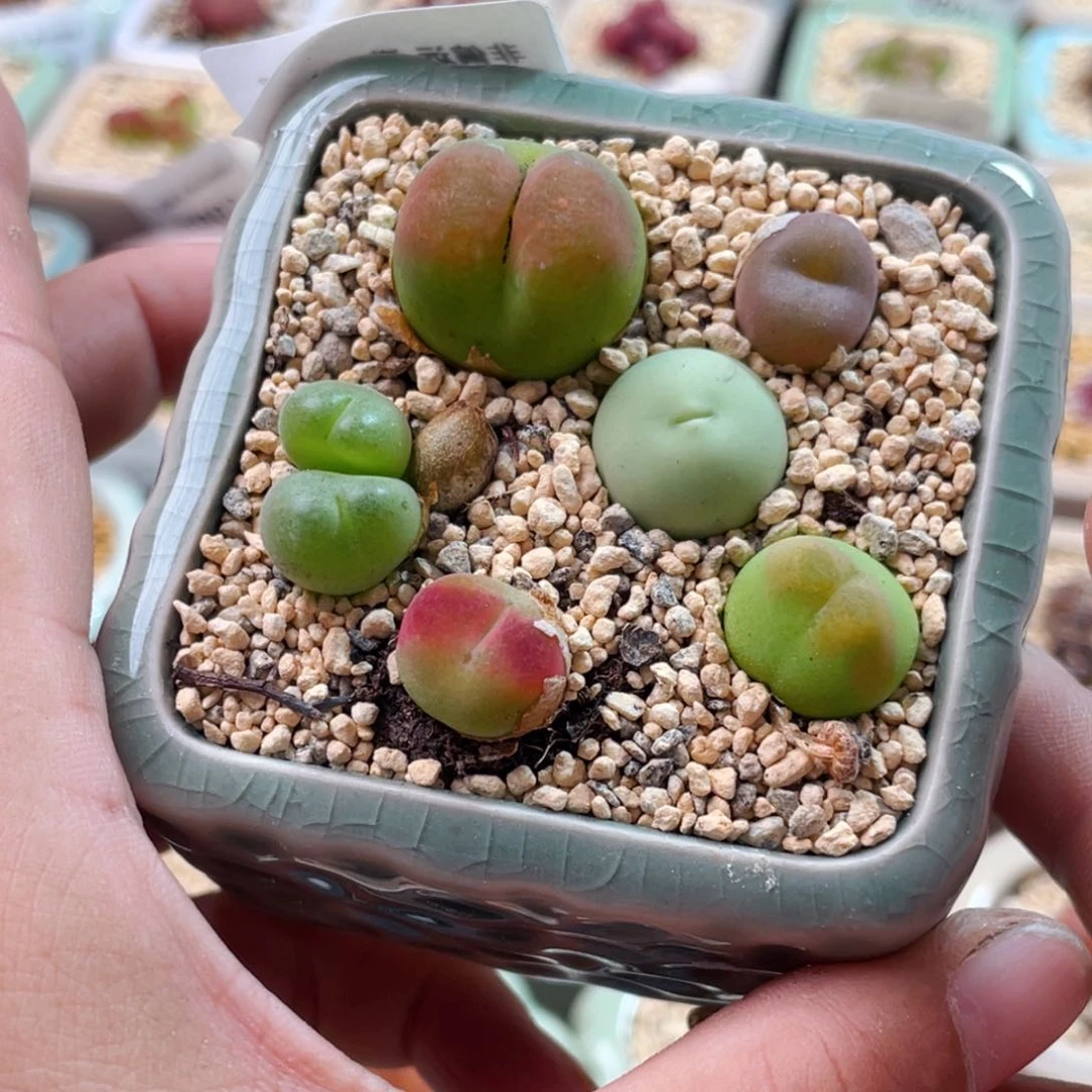 无花朵0970--一物一拍 带盆