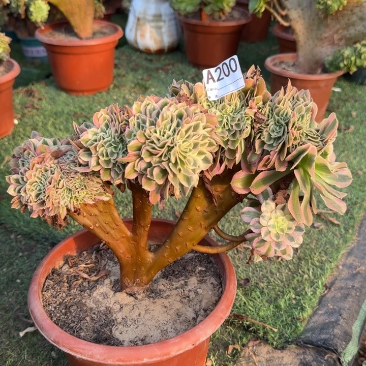 青法师了缀化200