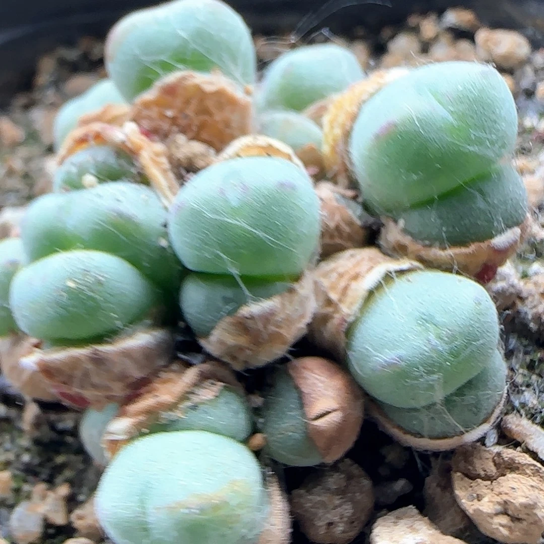 毛爱心。      40012