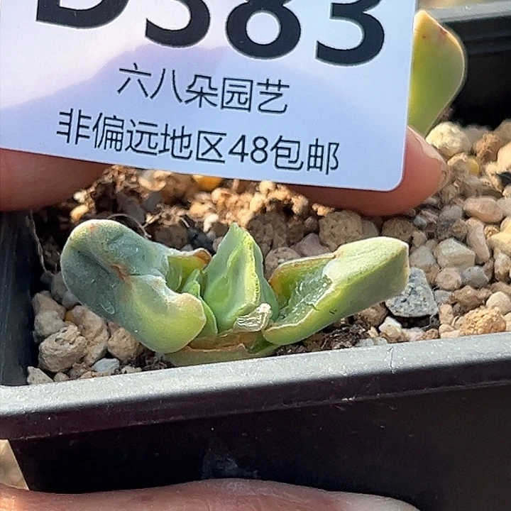 丁*空蝉11111111多肉