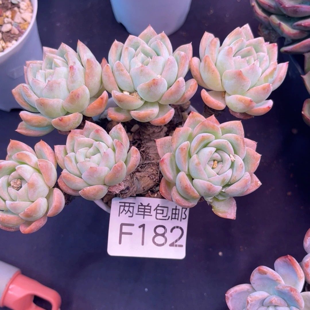 哈哈哈哈哈哈哈哈182