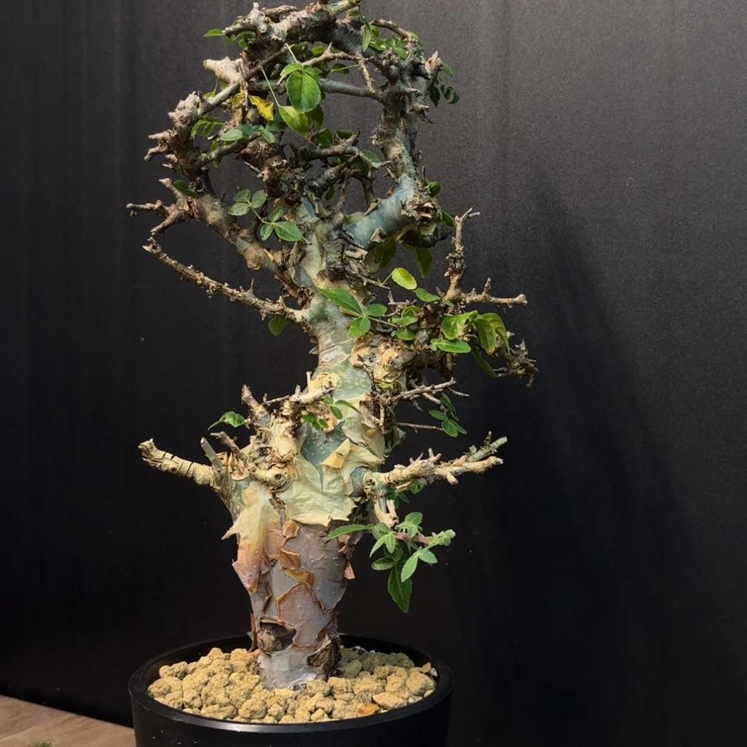 图坎蓝白皮产地熟桩