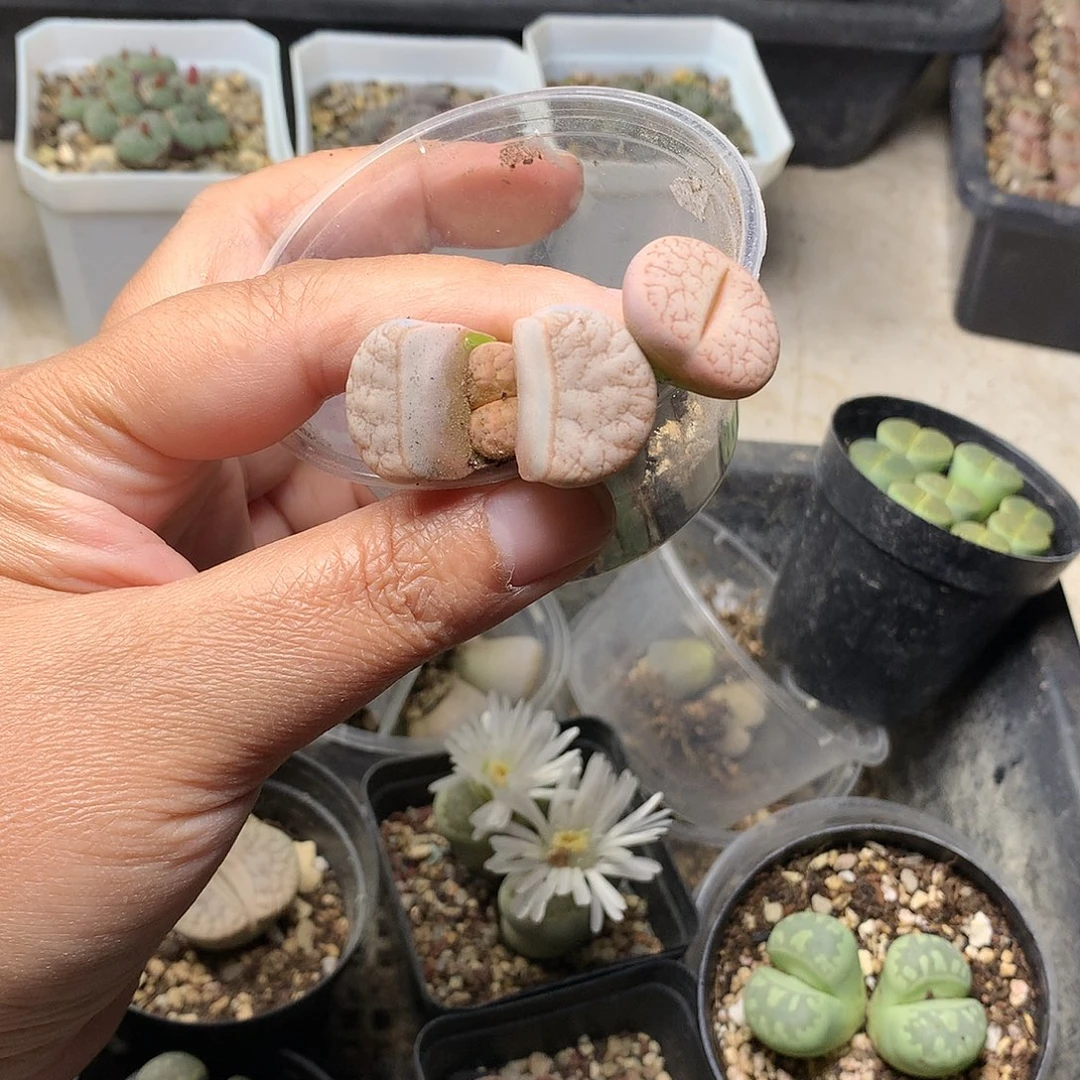 W109多肉植物保护