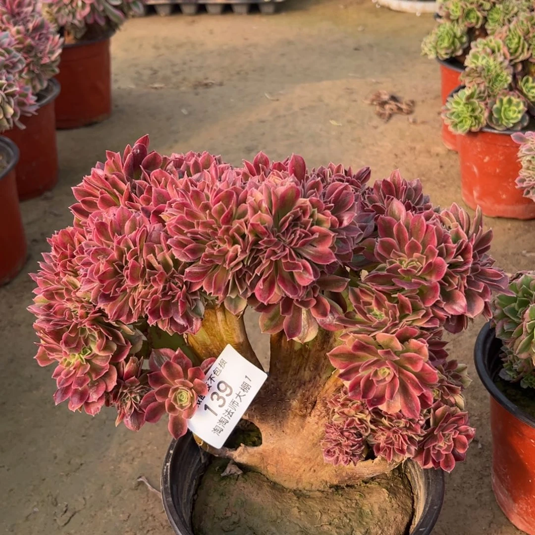 139女神缀化多肉植物法师