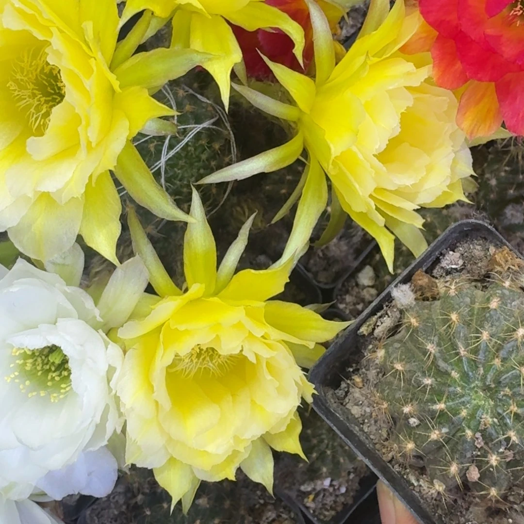 2丽花秋月根脱土发货3公分左右