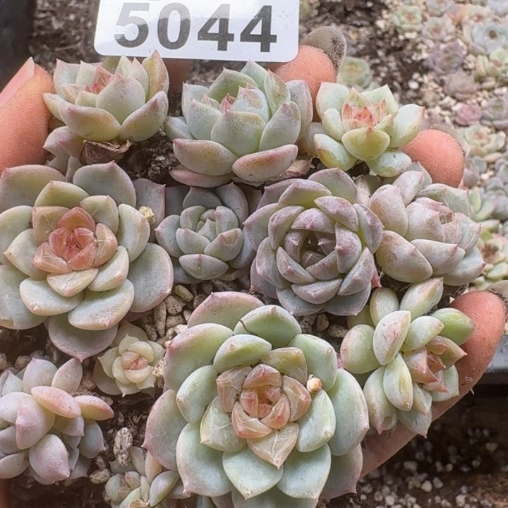 多肉植物多肉植物