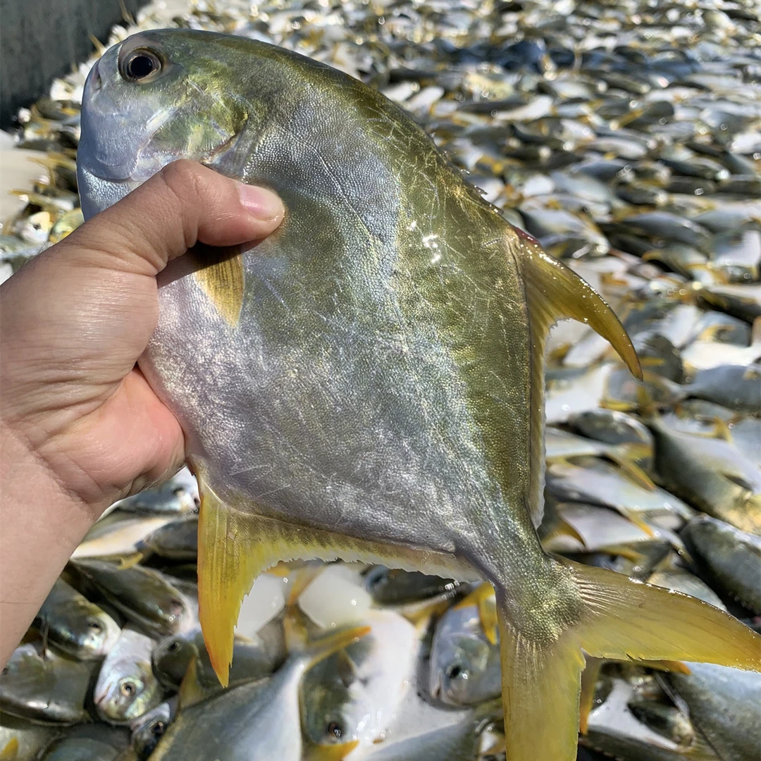 深海大金鲳鱼4条  550-650g/条   鲜活速冻非活发 不帮杀