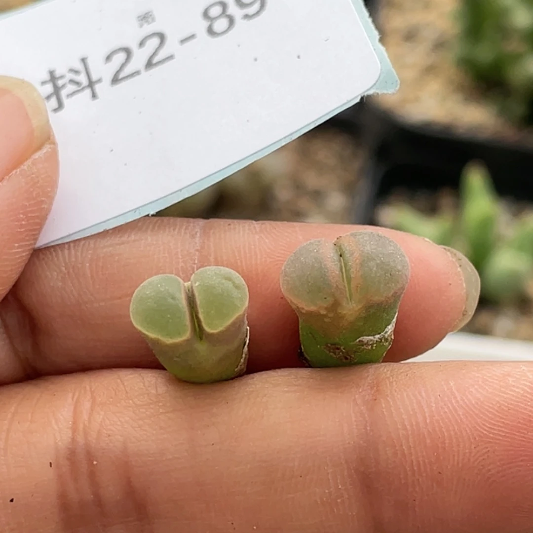 22-89风铃多肉植物