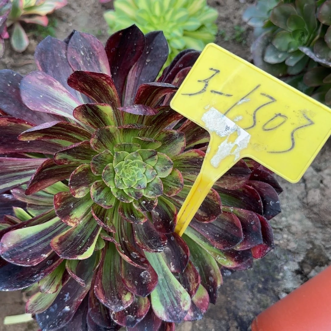 3-1303--+多头多肉植物