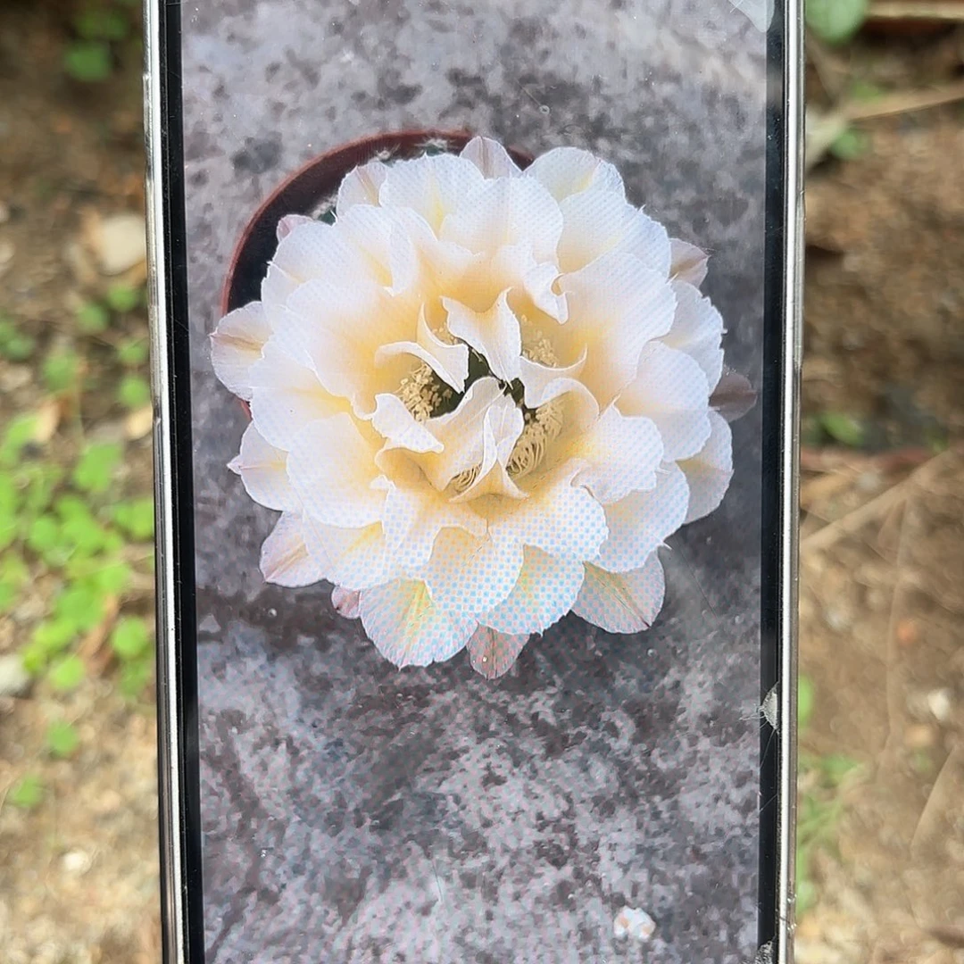 彩草13姨6-6.5公分微瑕