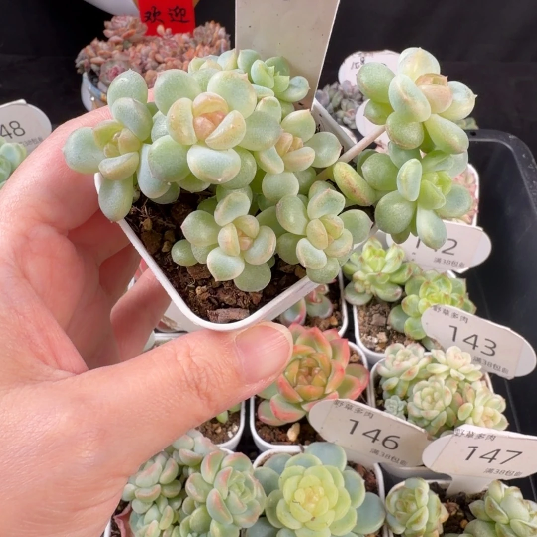 繁***星繁星一颗散拼甜心群