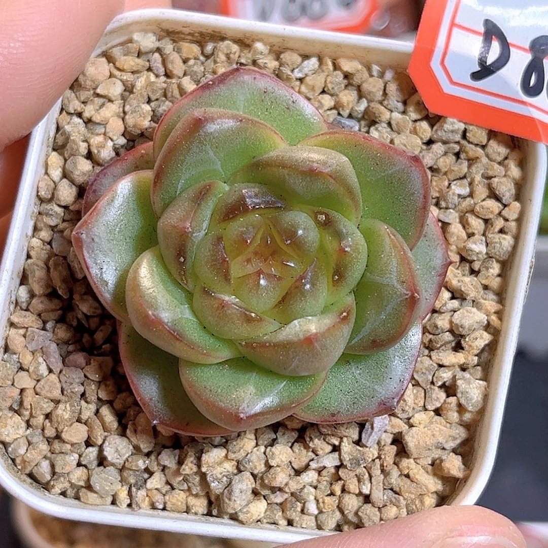 D889 一物一拍 月慕