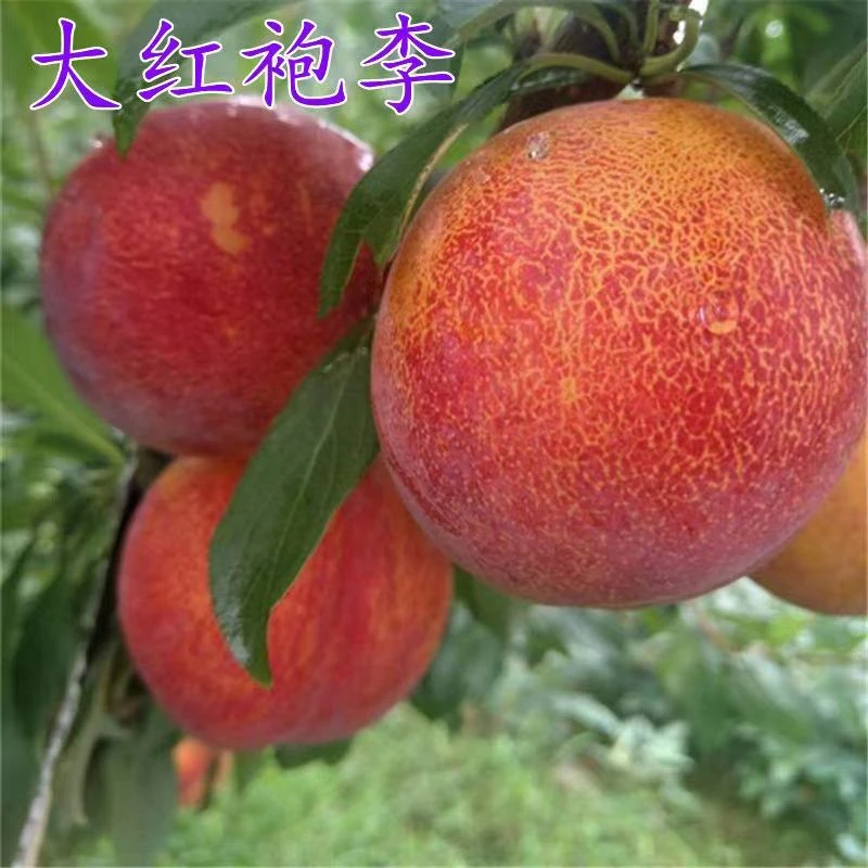 椰箩嫁接大红袍李子水果树苗果树盆栽地栽南北方种植无花果石榴