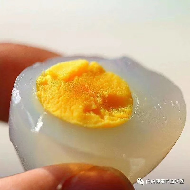 【富硒鸽蛋】五谷杂粮喂养鸽子蛋孕妇宝宝鸽蛋现捡现发
