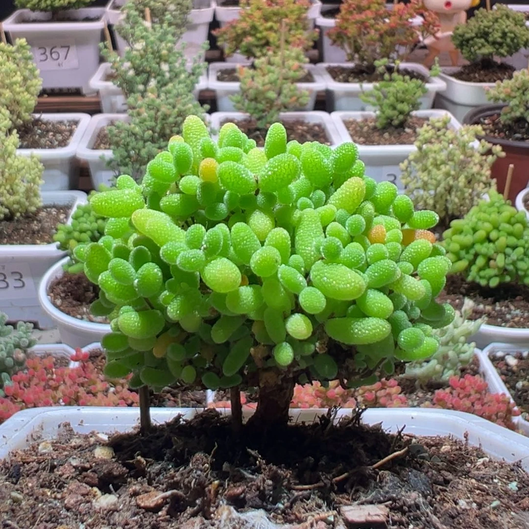 J702金桔带盆土发货一物一拍