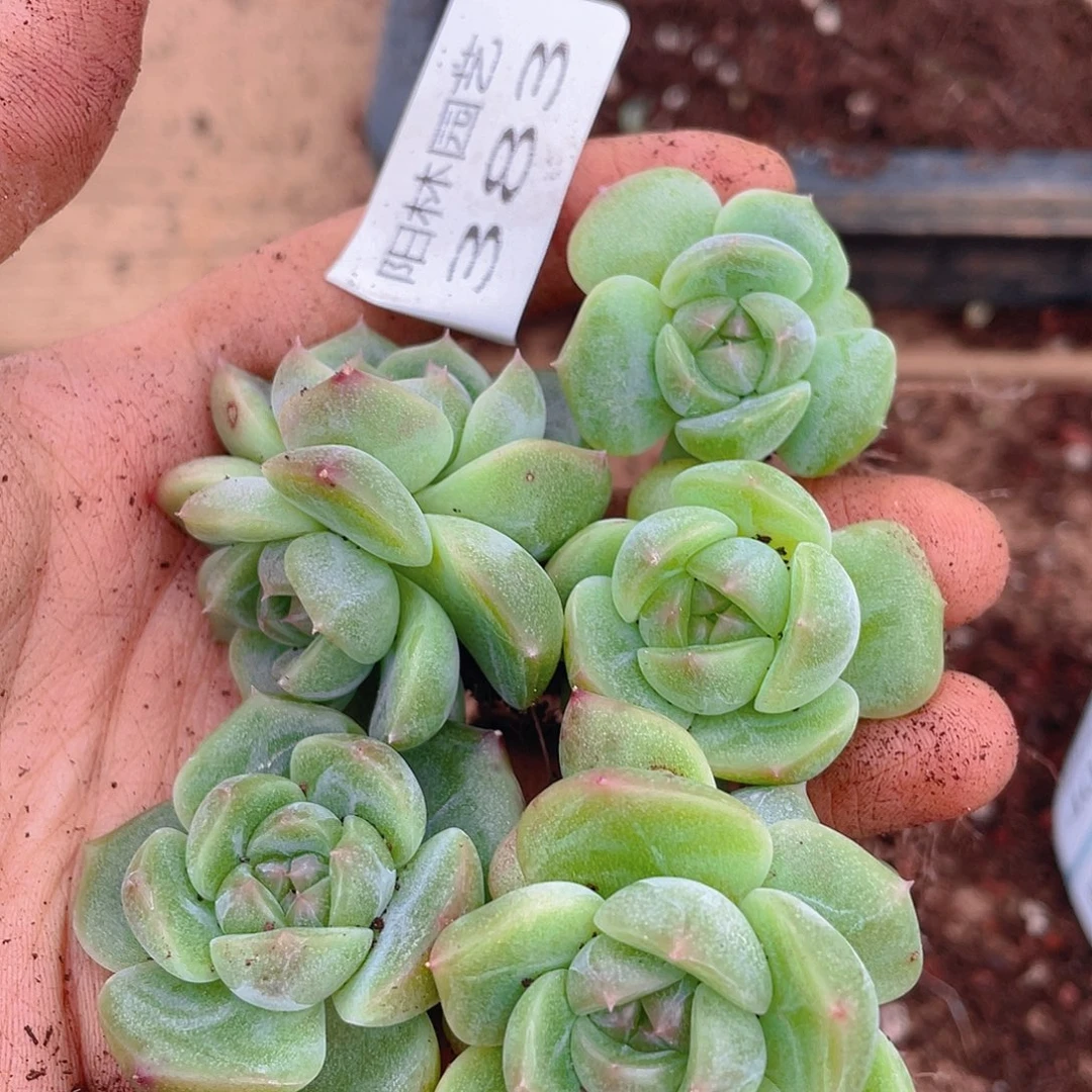 多肉植物多肉植物383