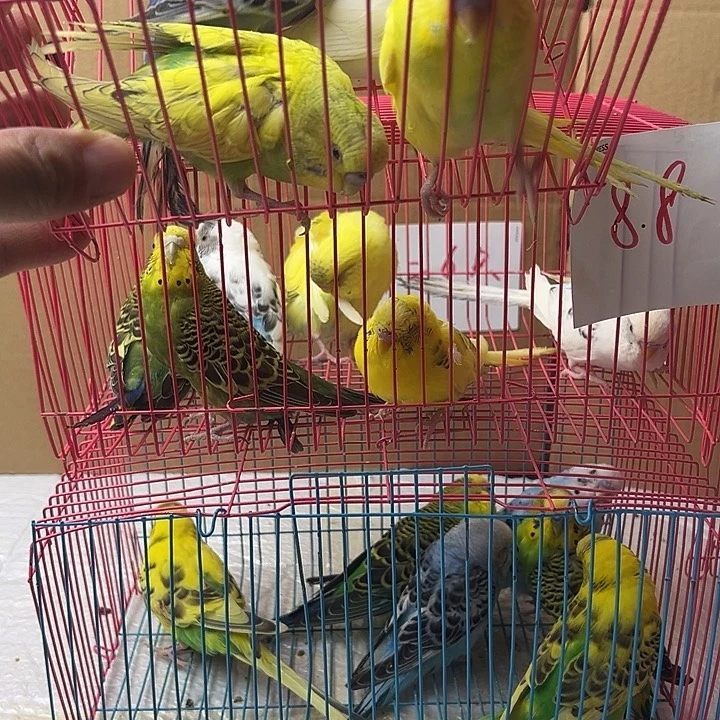 虎皮鹦鹉大头虎皮4只