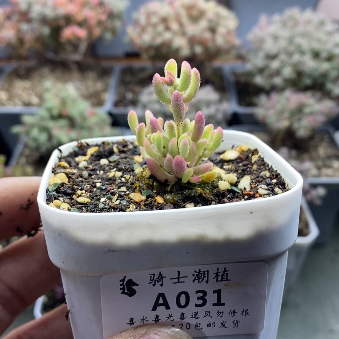 ⋆****031红宝石锦枝干番杏