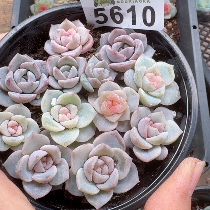 多肉植物多肉植物
