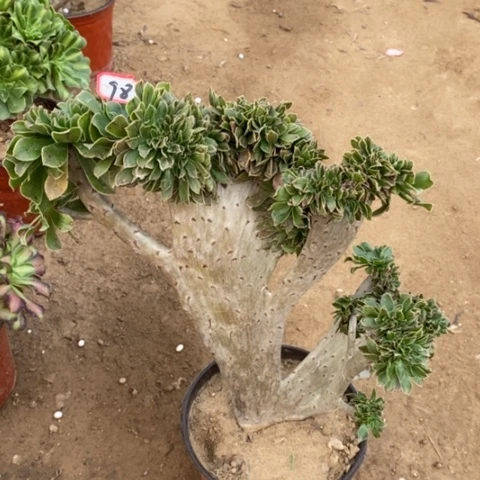 原始绿缀一物一拍