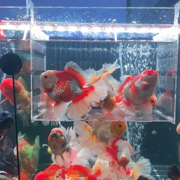 喜***街金鱼小娇泰狮金鱼1条