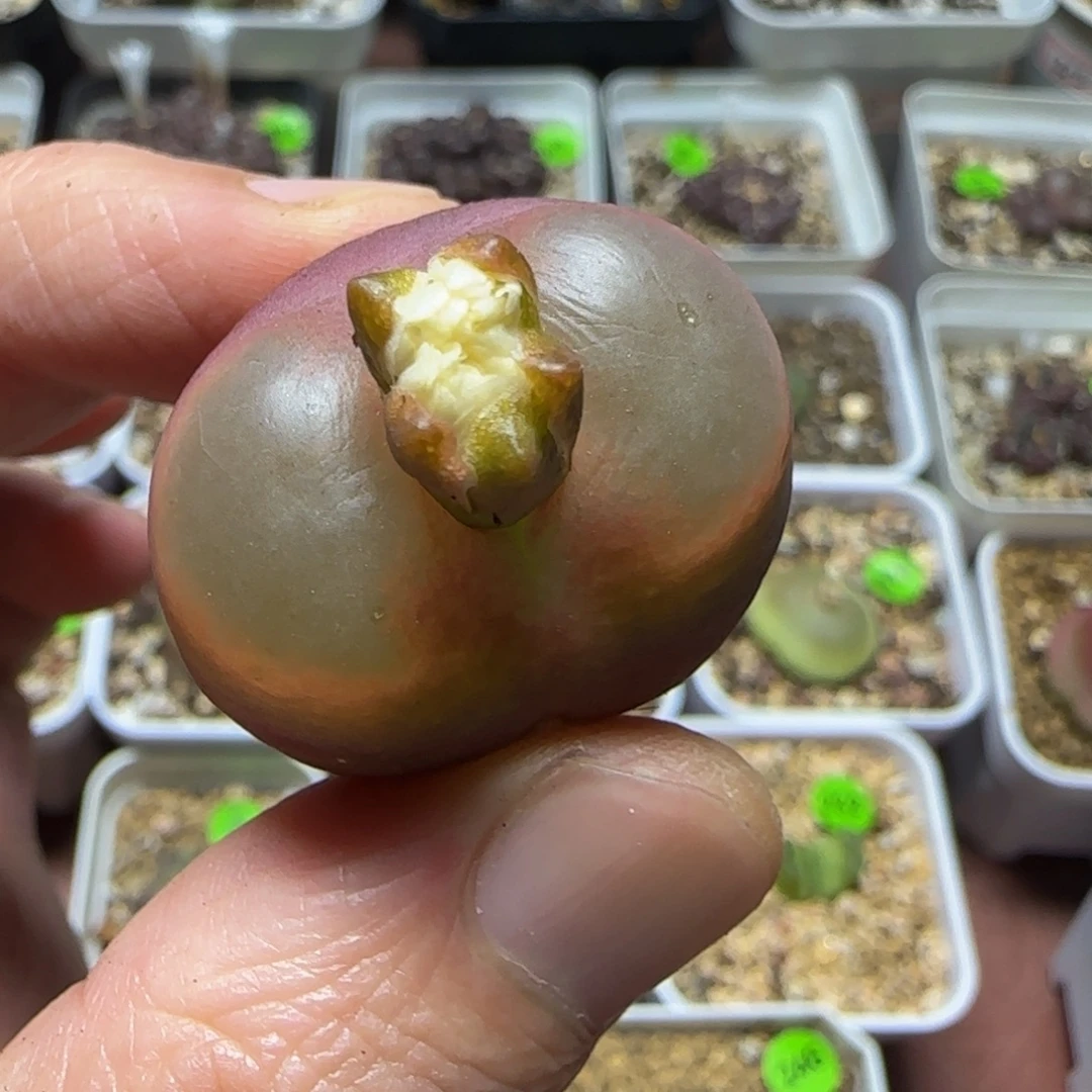 2.7+漂亮多肉植物444