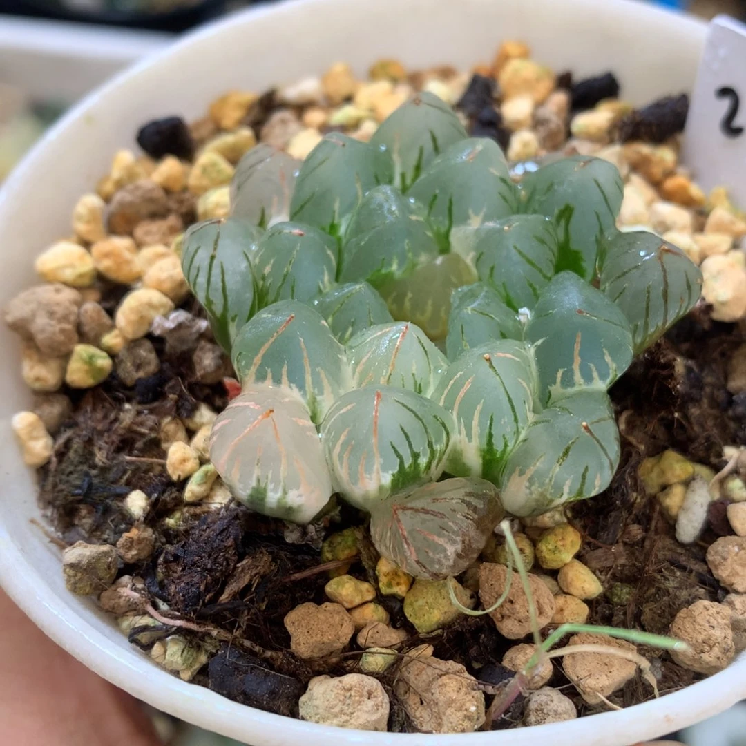 狄原no5玉露锦，带盆