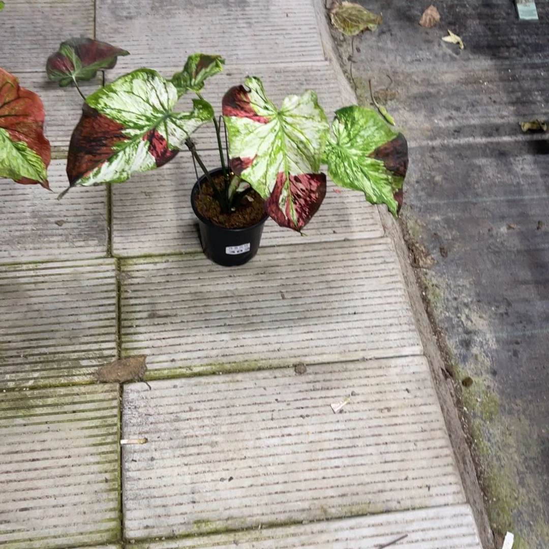 涅***槃无花朵            382月亮之上不包售后