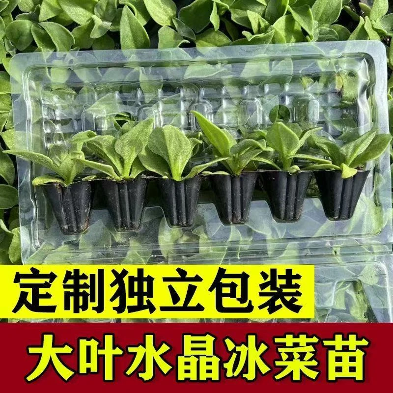 正品正宗冰菜秧苗水晶冰菜大苗冬天冬季蔬菜秧苗秧苗秋冬冰菜苗