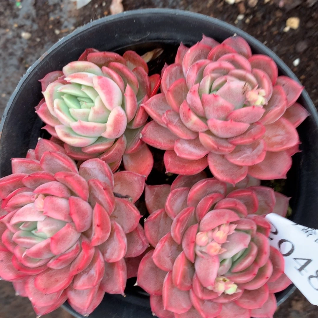 2048杂交精品基地11厘米