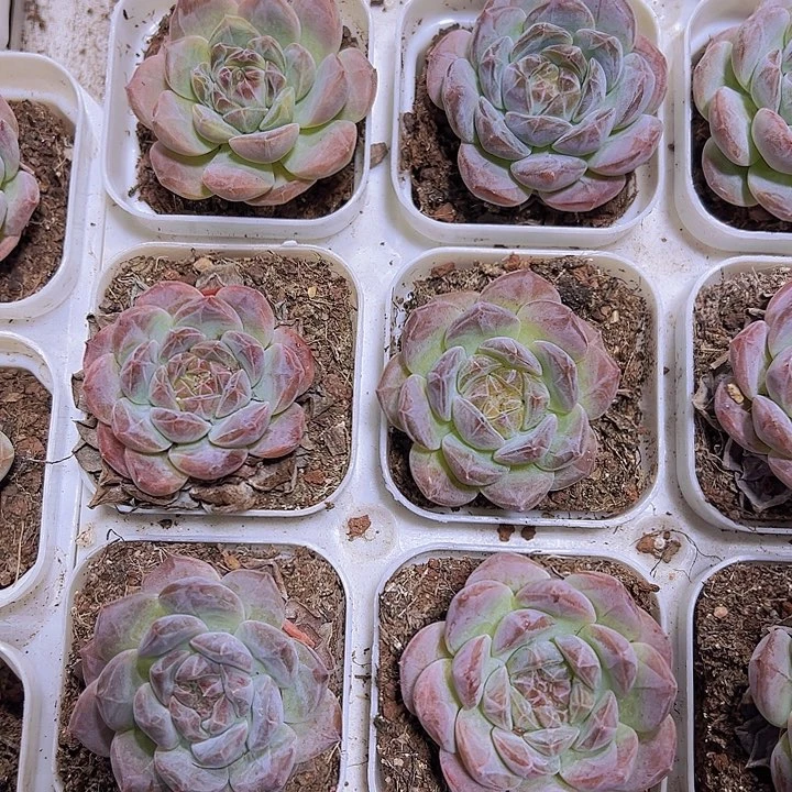 暗纹冰魄19包邮多肉植物