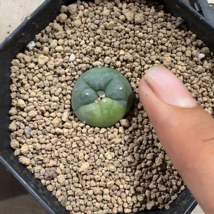 海鲜锦实生仙人球