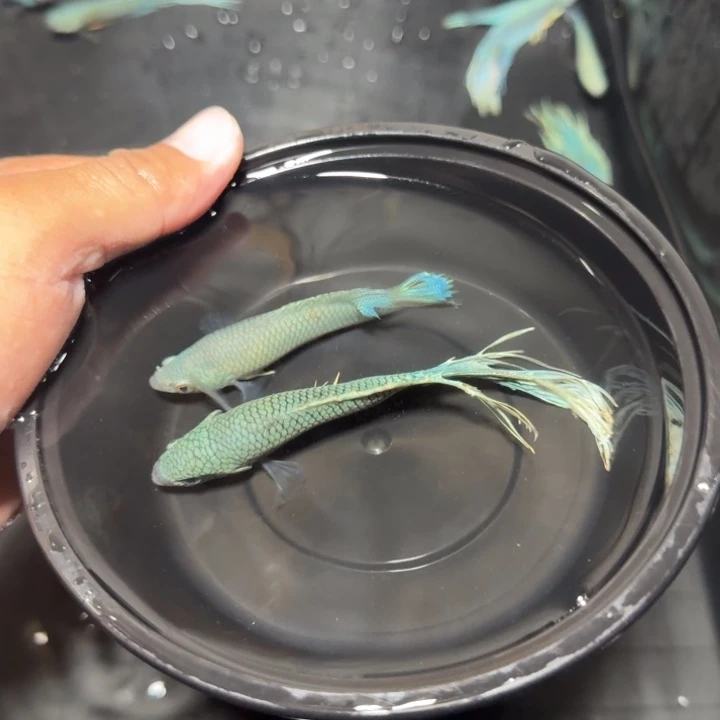 斗鱼直播间对图无纹蓝46