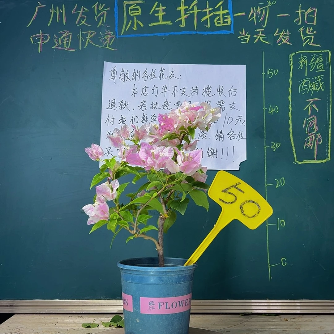 当前无花栽培后可以开花  广红樱  50
