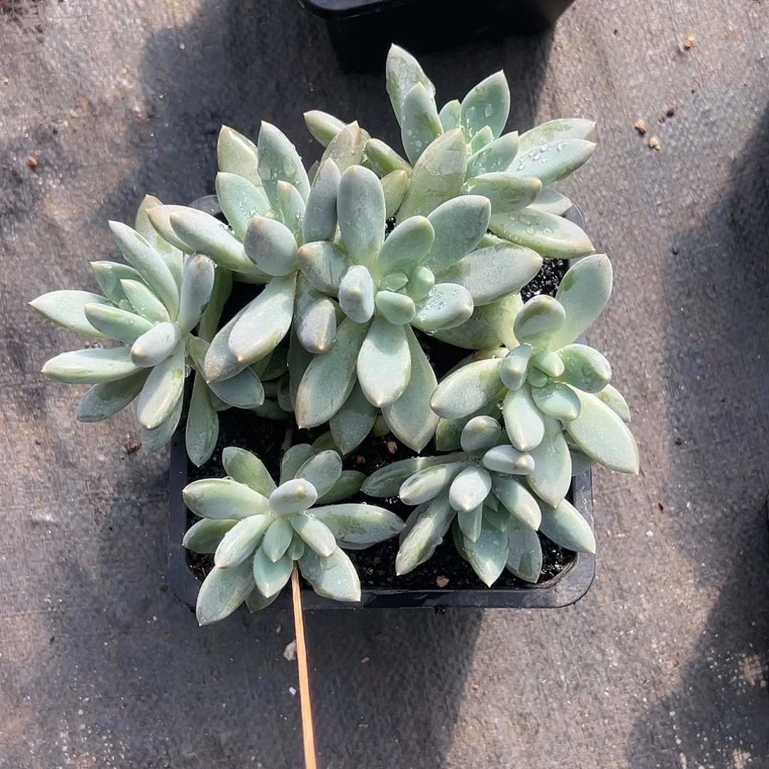 【闪购商品】哥特大群