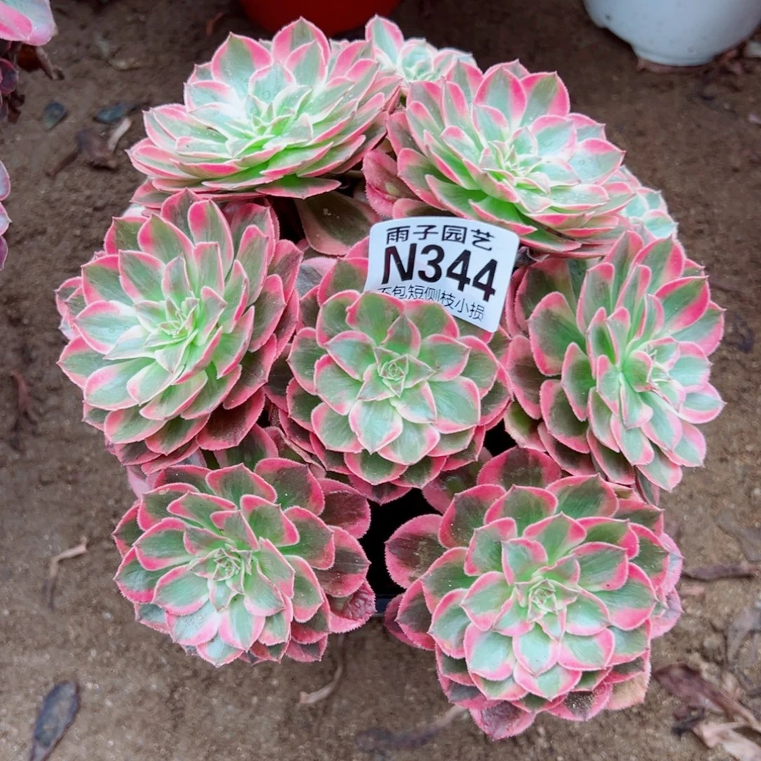 344云荷尺寸20左右