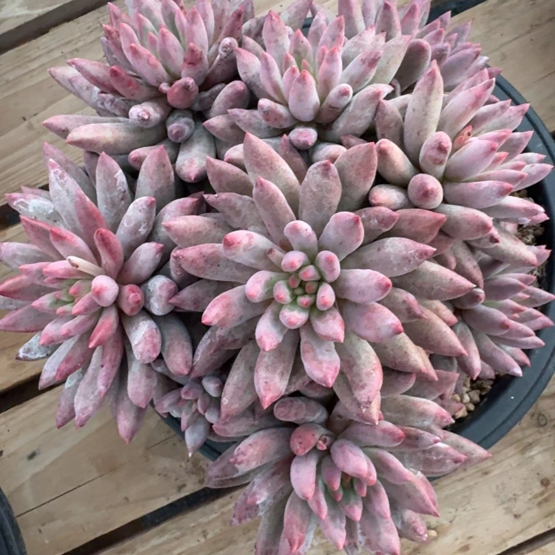 车厘子大群生多肉植物