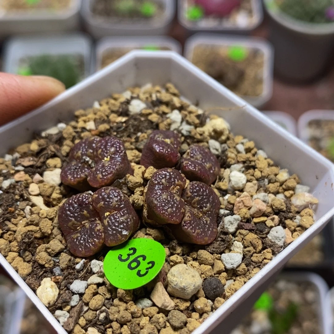 鱼子酱泡泡多肉植物361