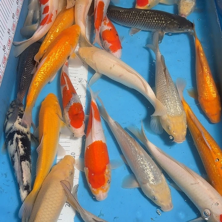 海水鱼红白芥子茶鲤