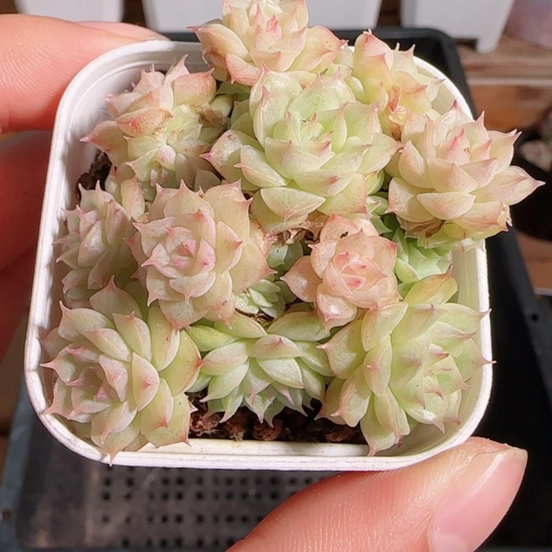 1106-----178麦秆群