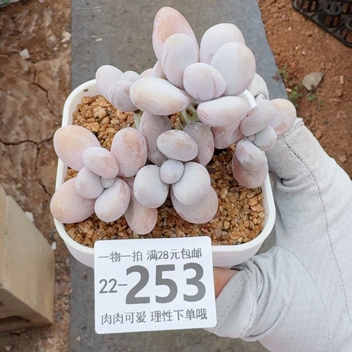 奶酪多肉多肉植物多肉，