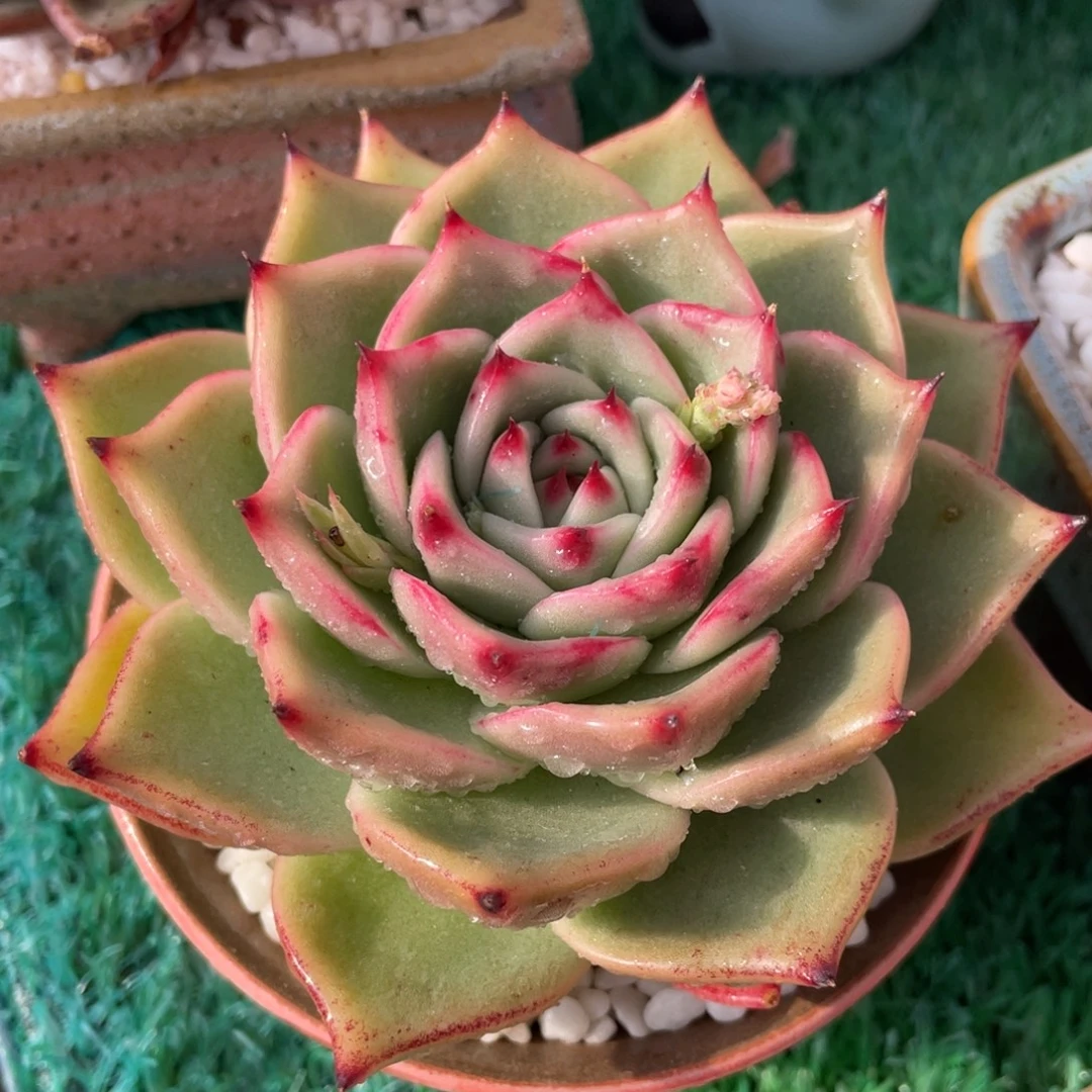 多肉植物盆栽多肉植物盆