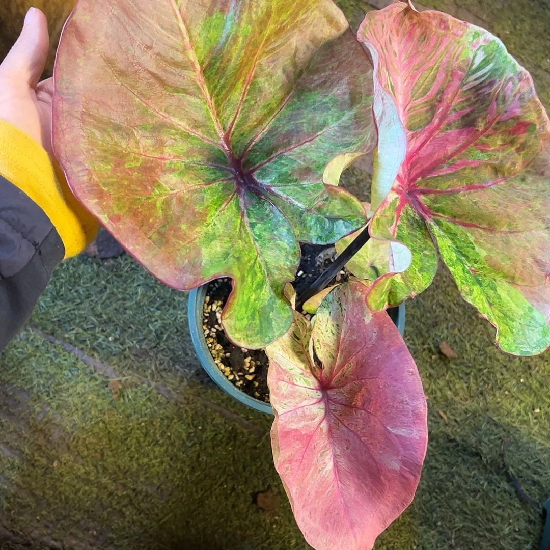 无花朵大球泰彩实生68