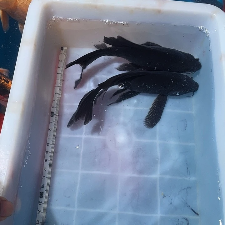 蝴蝶鲤鱼渔场直发87