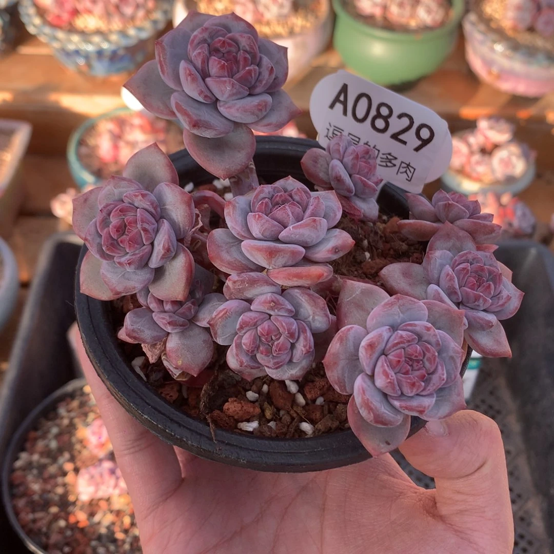 A0829 突尼斯 一头一桩 摘心 12cm