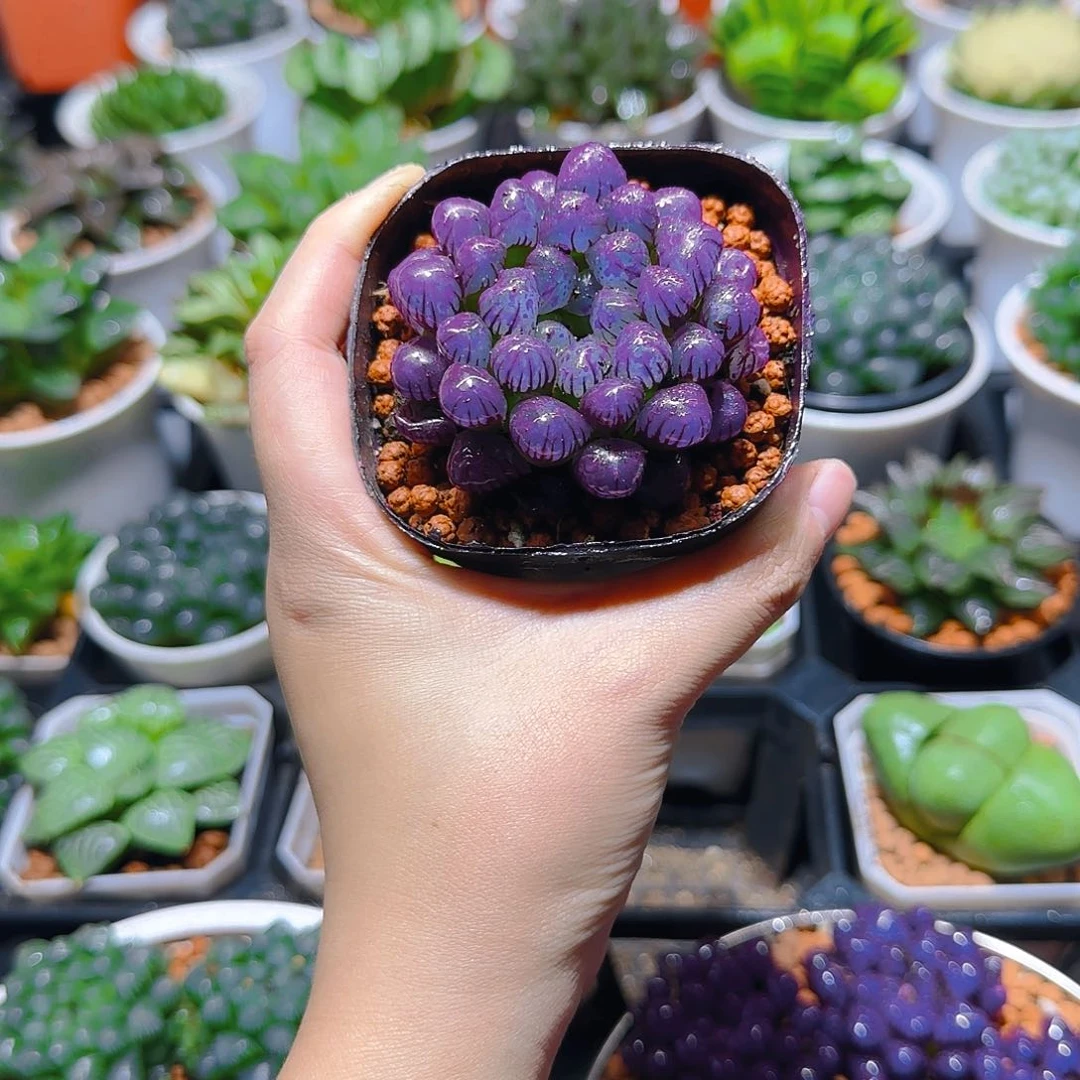 紫宝石冰灯玉露，原盆，人工上色