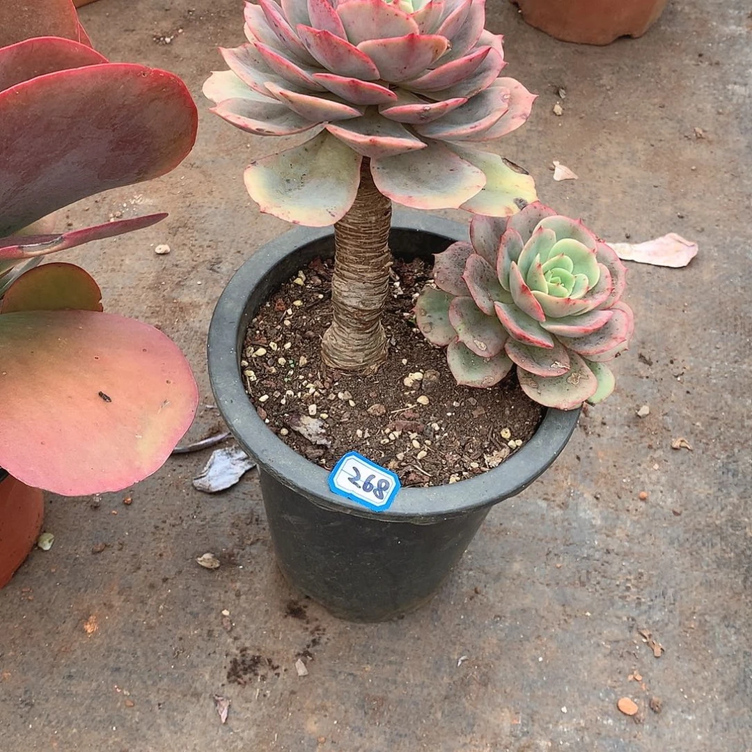 268白雪 一物一拍多肉