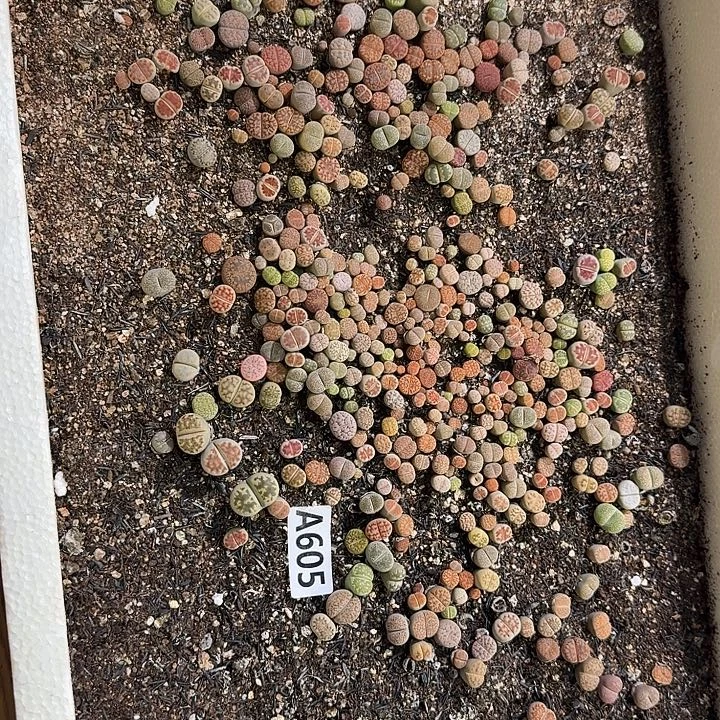 生605石花整筐脱土发货